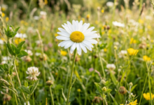 daisy