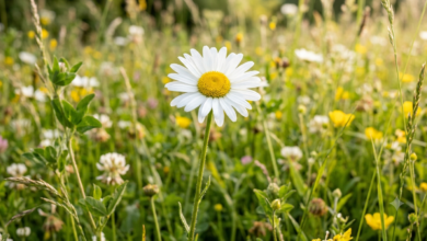 daisy