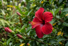 hibiscus flower