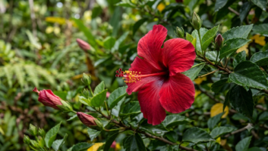 hibiscus flower