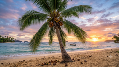 coconut palm