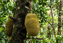 jackfruit