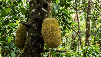 jackfruit